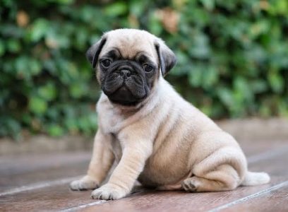 Puppy dogs price