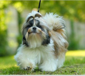 Puppy dogs price in Bangalore