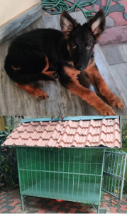 PUPPY GERMAN SHEPHERD