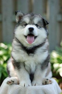 Puppy price in Bangalore