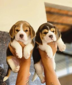Puppy sellers in Bangalore