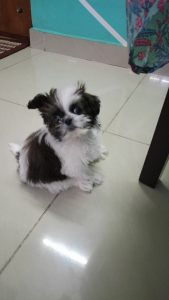 Puppy for sale Sit Zhu