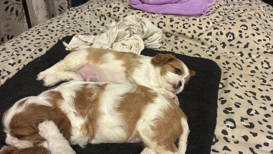 Pups for adoption