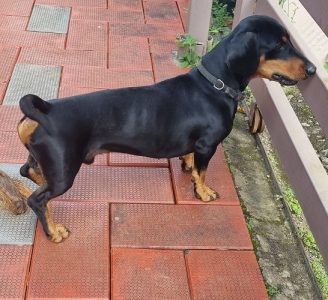 Pure breed Dash for sale