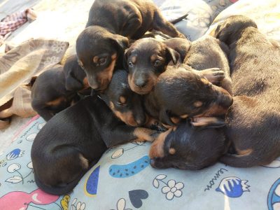 Pure breed Dobermann puppies