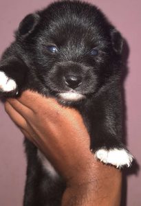 Pure breed mini pom puppies  4 sale