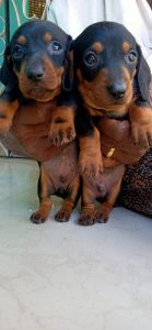 Pure dash puppiea available  4 sale male female available 