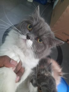 Pure Doll Face Persian Cats for Sale | Healthy & Playful Kitten
