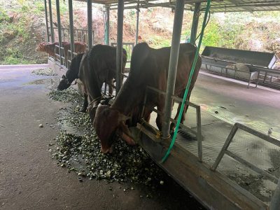 Pure GIR bull or sale