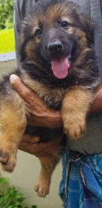 Pure Gsd puppies
