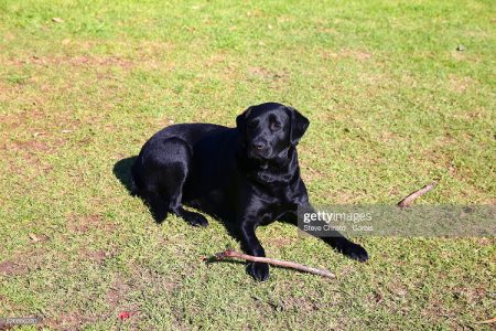 pure imported Labrador dog for sale