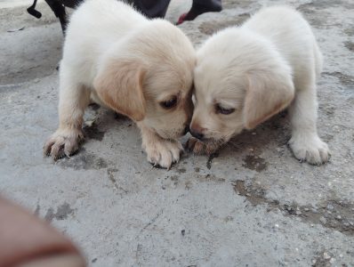 Pure labrador male female available
