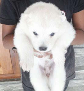 Pure mini pom puppies  4 sale