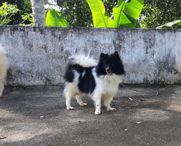Pure mini pom 4 sale