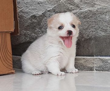 Pure mini pom puppies  available  4 sale pure quality 