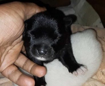 Pure miniature  pomeian black ,white, gold color puppies  av