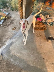 PURE RAJAPALAYAM PUPPY FOR SALE