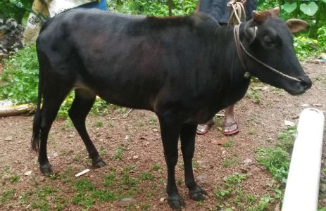 Pure vechoor cow and buffalo for sale