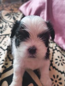 Purebred Shih Tzu Puppies for Sale – Healthy & Playful
