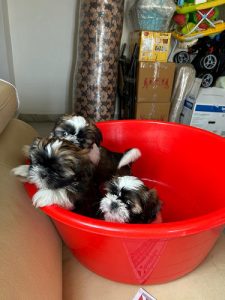 Purebred shihtzu puppies for sale (8095708798)