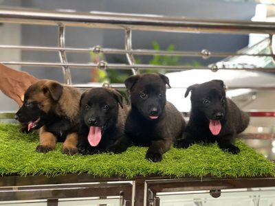 Quality Belgian Malinois For Sale