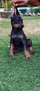Quality Doberman puppy for sale..9927332288