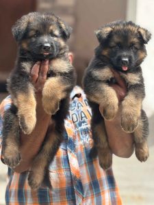 Quality German sheph