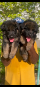 QUALITY GERMAN SHEPHERD