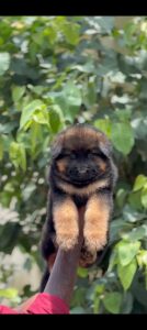 QUALITY GERMAN SHEPHERD LONG COAT PUPPY AVAILABLE