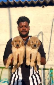 QUALITY GOLDEN RETRIEVER MALE FEMALE