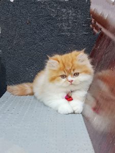 Quality kittens available call 6282260887