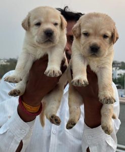 QUALITY LAB MALE
