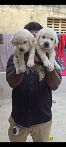 QUALITY LAB MALE PUPPY AVAILABLE IN CHENNAI