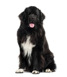 Best quality Newfoundland