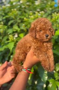 QUALITY POODLE MALE PUPPY