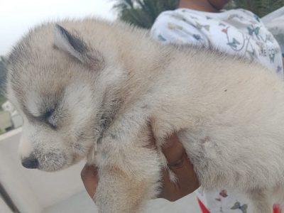 Best quality puppies for sale