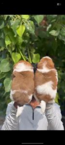 QUALITY SHIZTHU MALE FEMALE PUPPY