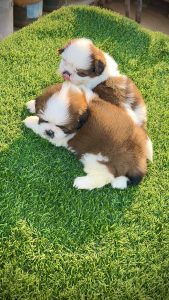 Quality SHIZTHU puppy