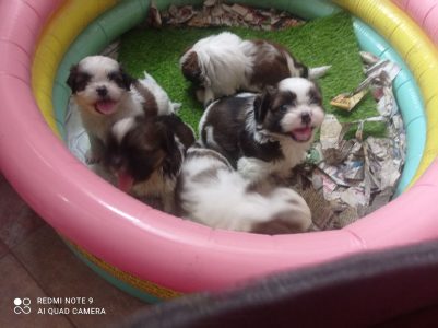 Quality Tri colour Shih Tzu Puppies available.