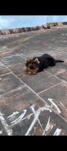 Quality yorkshire terrier