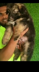 Qulaity German shepherd puppies available