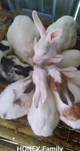 Rabbit sale at affordable price