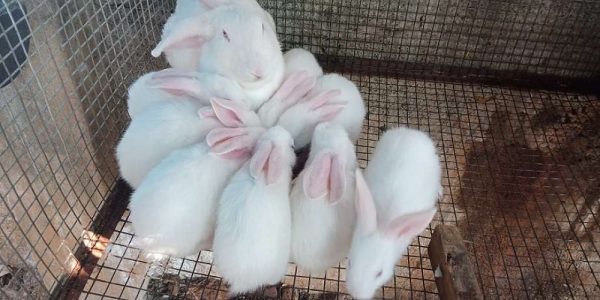 Rabbit bunnies available