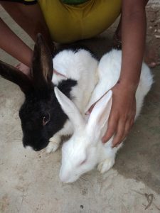 Rabbit for sale