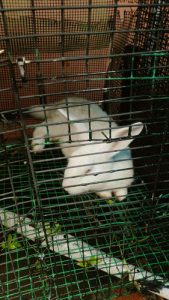 Rabbit for sale newzealand white male rabbit for sale