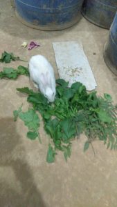 Rabbit 🐇🐰🐰🐇