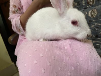 rabbit for sale