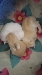 Rabbit 🐇 for sale