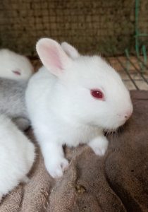 Rabbit for sale