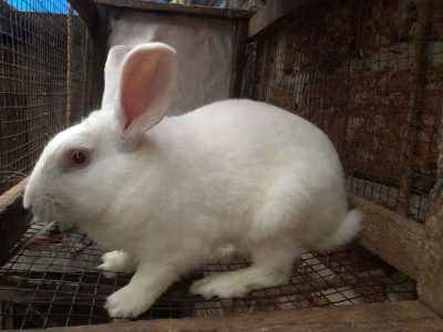 Rabbit for sale